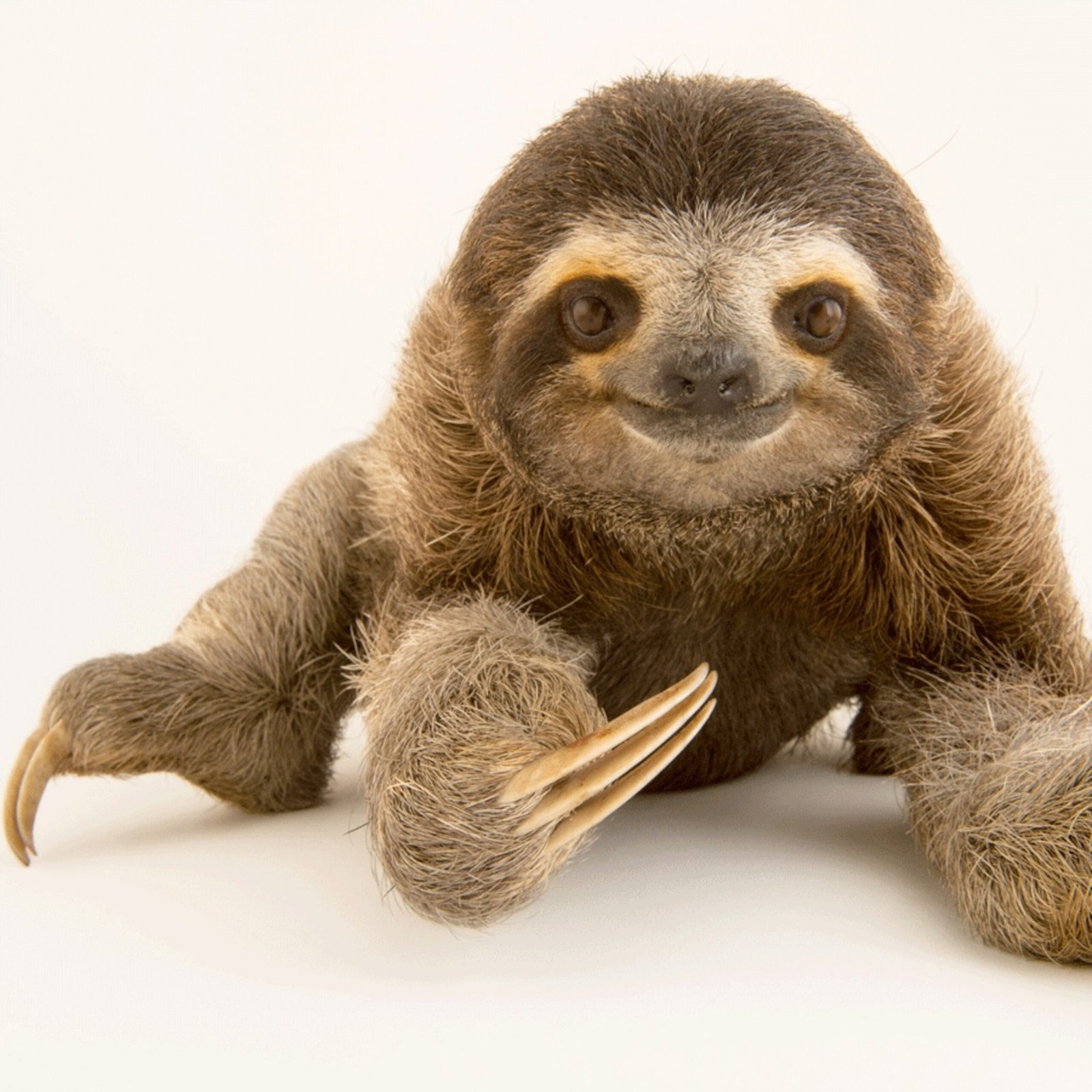 Sloth